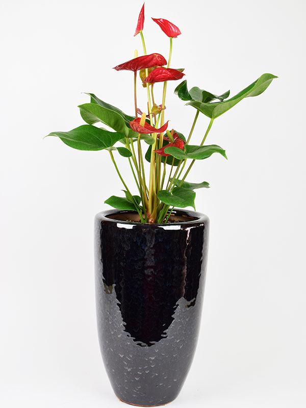 anthurium, plant, 관엽, 안스륨