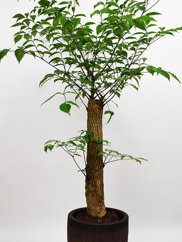 plant, happytree, 해피트리, 관엽