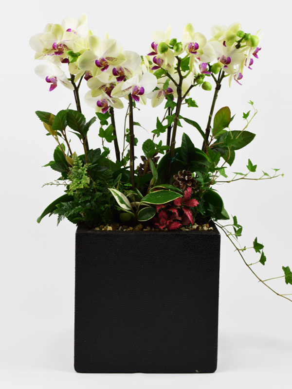 orchid, plant, 서양난, 호접난