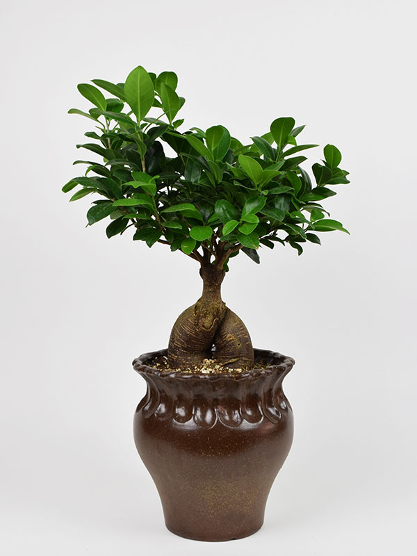 plant, bonsai, 팬다분재, 관엽