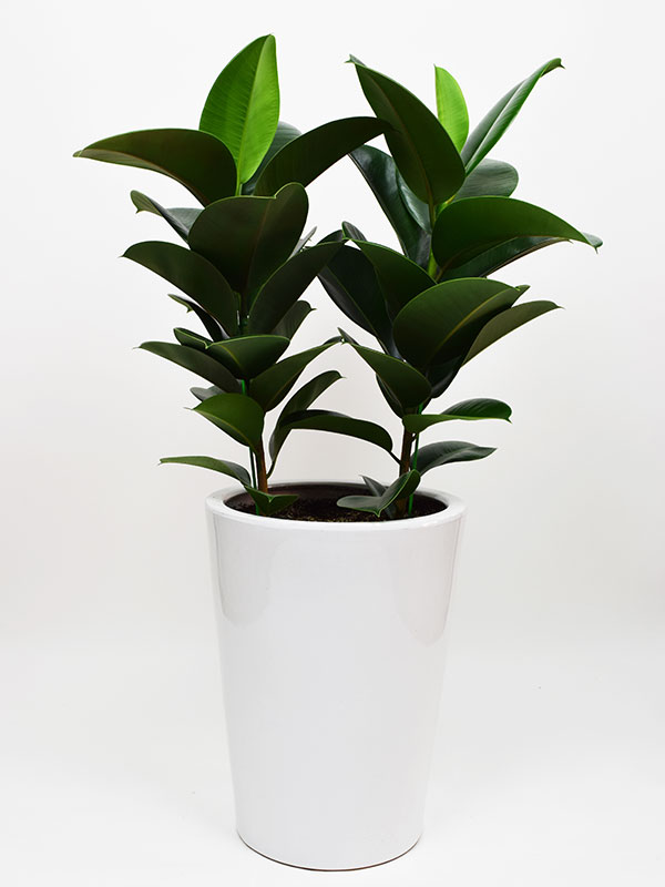 plant, rubbertree, 관엽, 고무나무