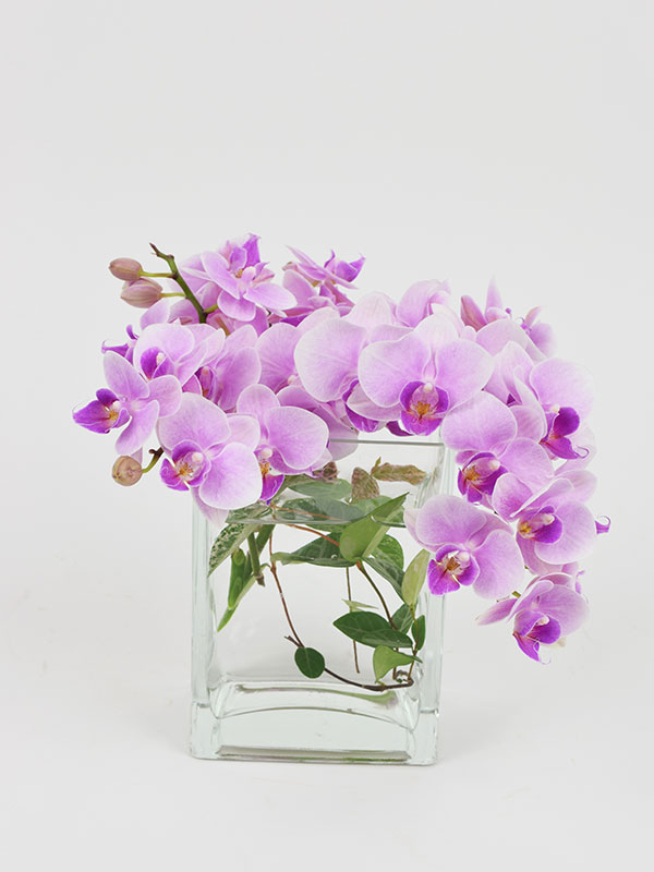 vase, orchid, 센터피스, 호접난